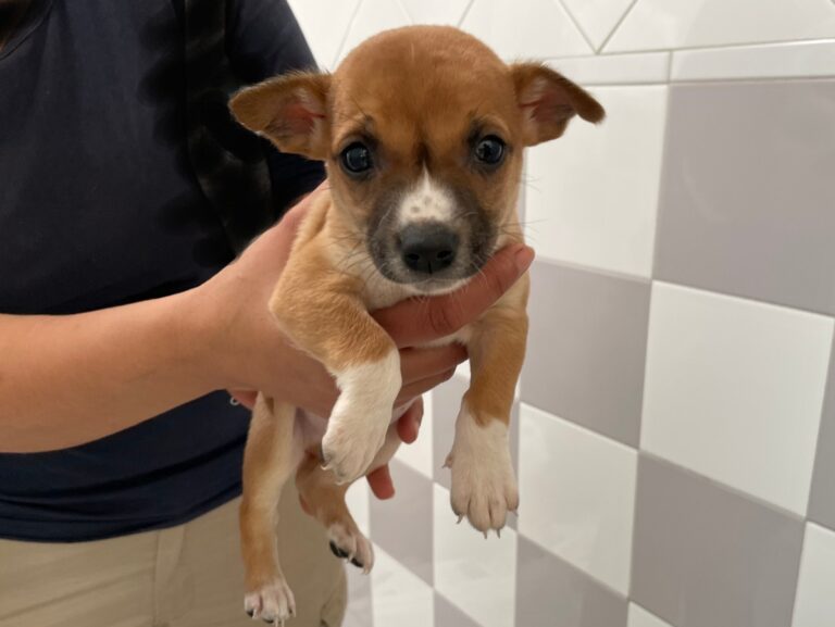 multimedia-foto82241-181-1