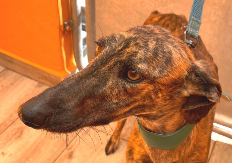 multimedia-foto82244-585-1