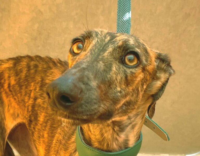 multimedia-foto82245-585-1