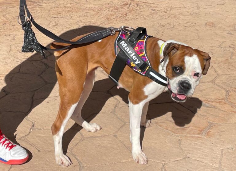 multimedia-foto82252-79-1