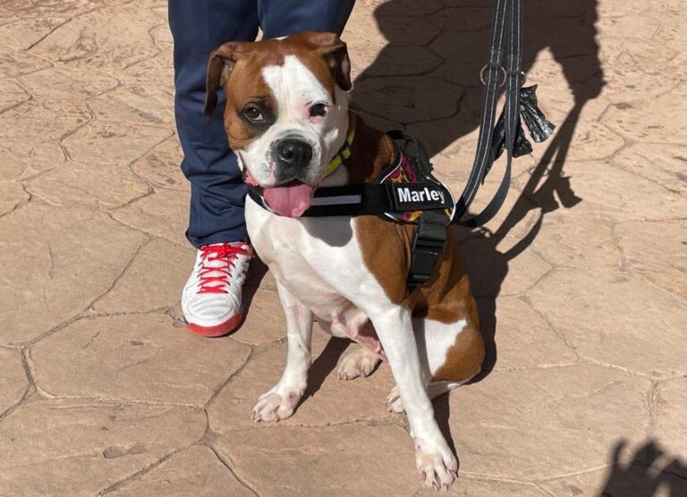 multimedia-foto82254-80-1