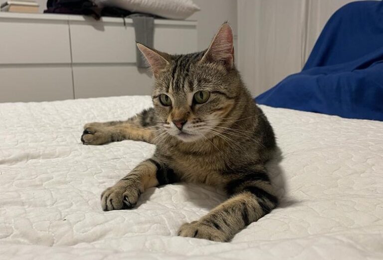 multimedia-foto82262-543-1