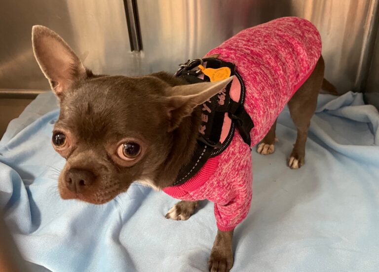 multimedia-foto82268-339-1