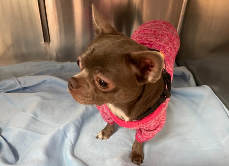 multimedia-foto82269-339-1