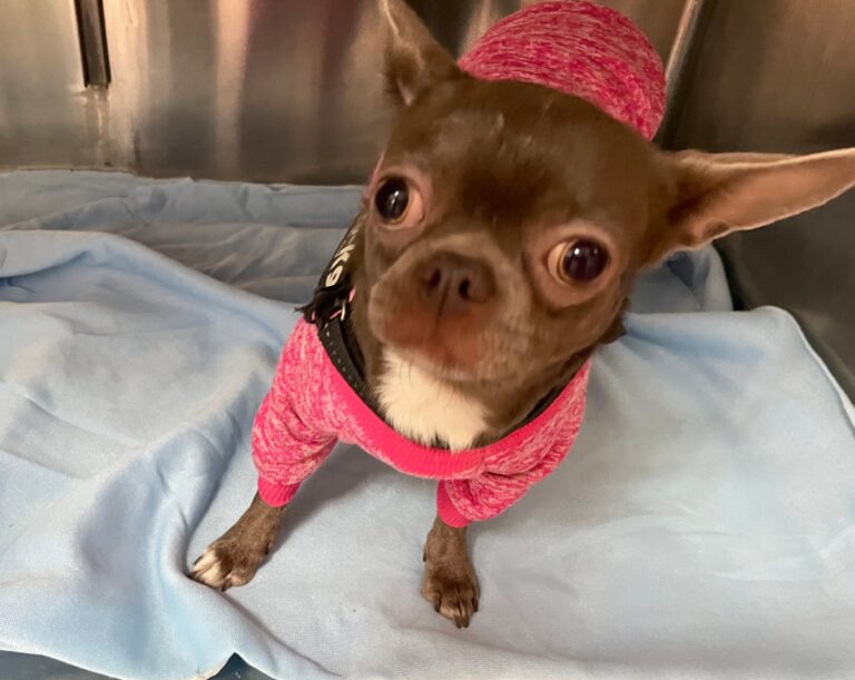 multimedia-foto82270-339-1