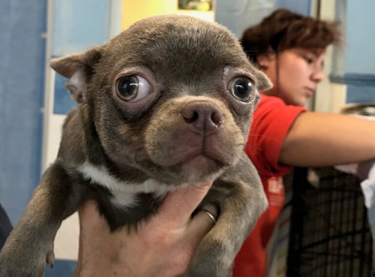 multimedia-foto82271-339-1