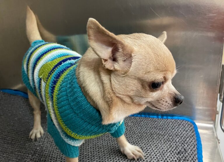 multimedia-foto82282-887-1