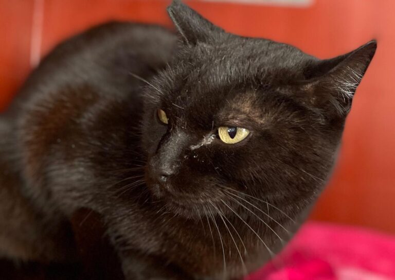 multimedia-foto82286-217-1