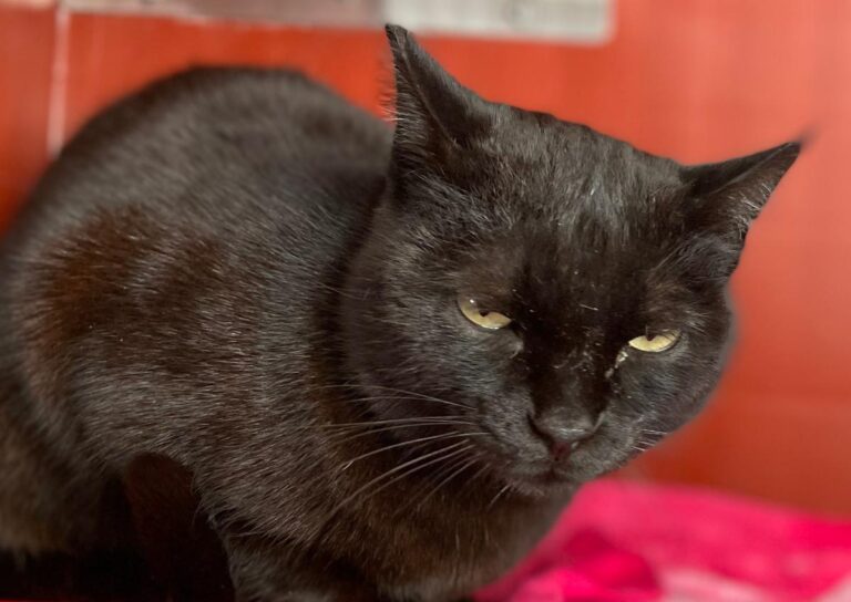 multimedia-foto82287-217-1