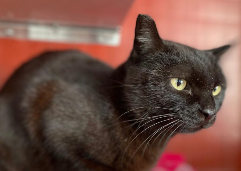 multimedia-foto82288-217-1