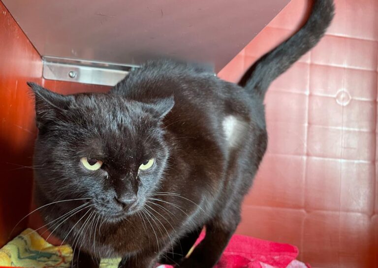 multimedia-foto82289-217-1