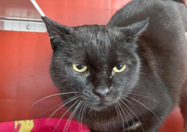 multimedia-foto82290-218-1