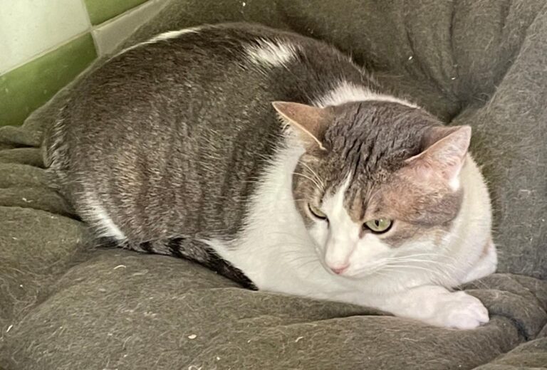 multimedia-foto82319-127-1