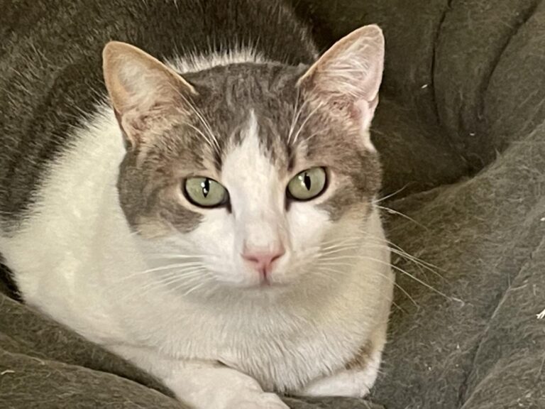 multimedia-foto82321-127-1