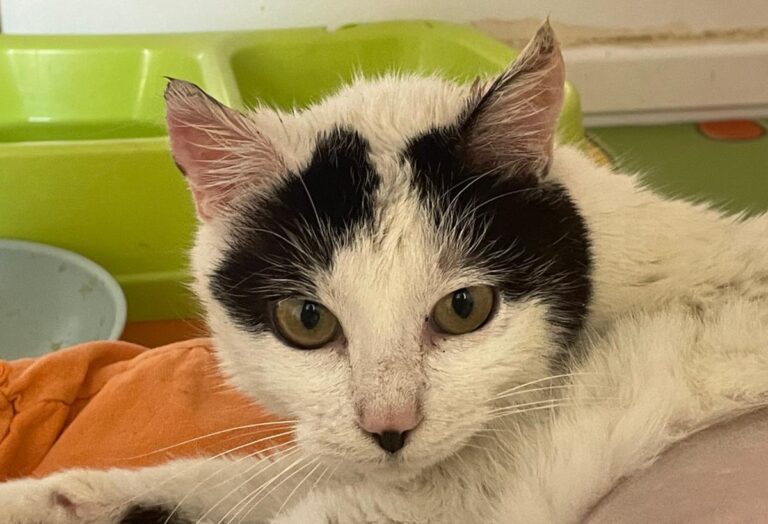 multimedia-foto82322-455-1