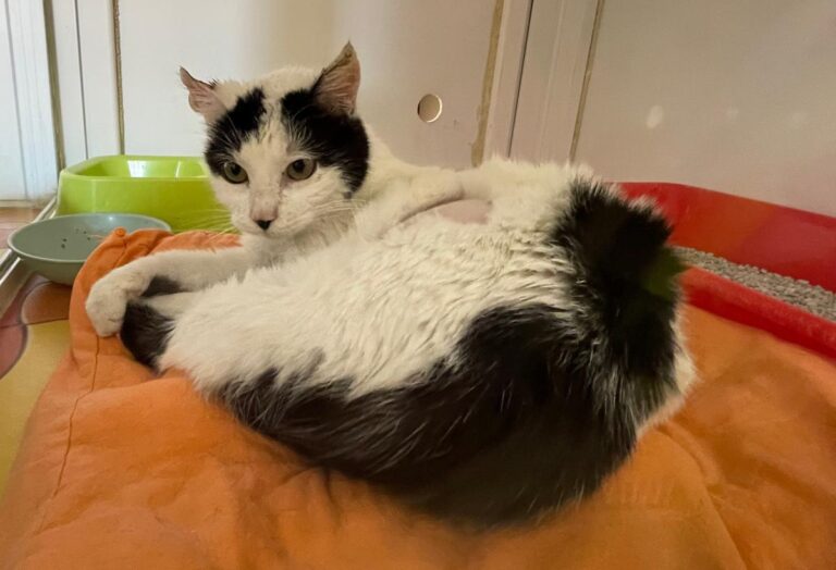 multimedia-foto82323-455-1