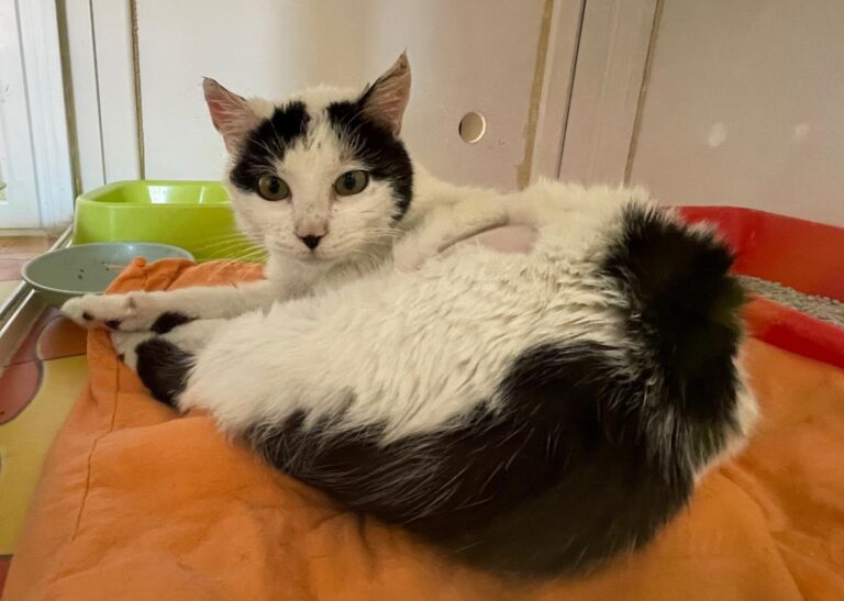 multimedia-foto82325-455-1