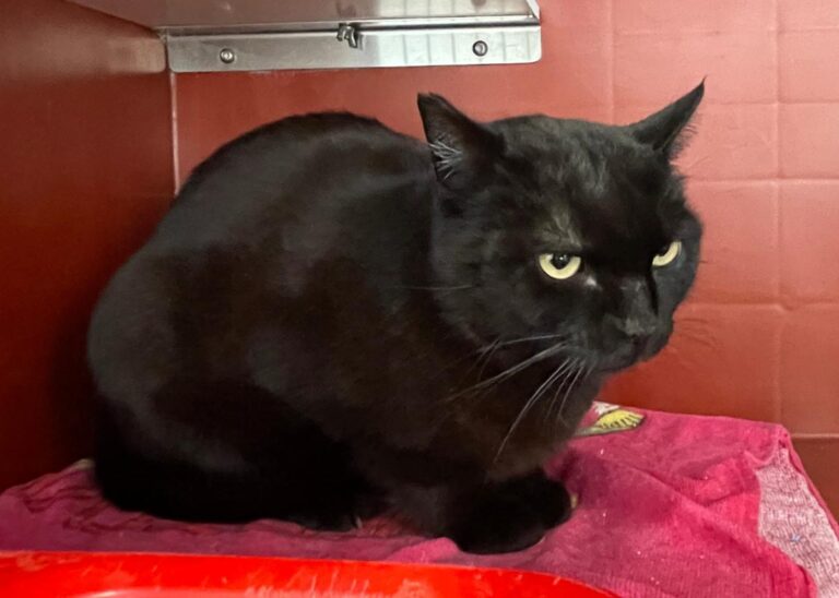 multimedia-foto82334-592-1