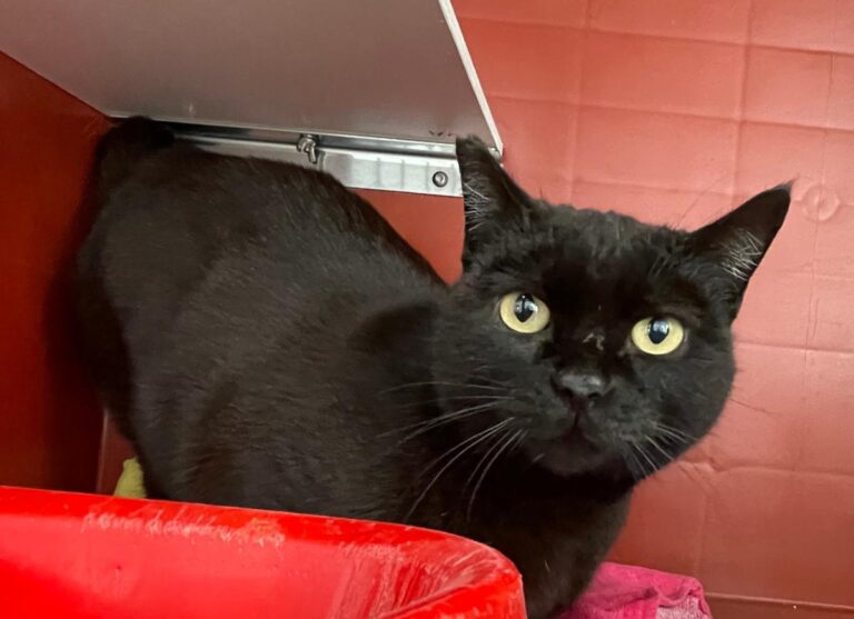 multimedia-foto82335-592-1