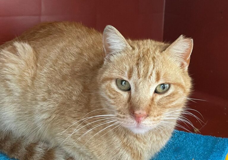 multimedia-foto82339-28-1