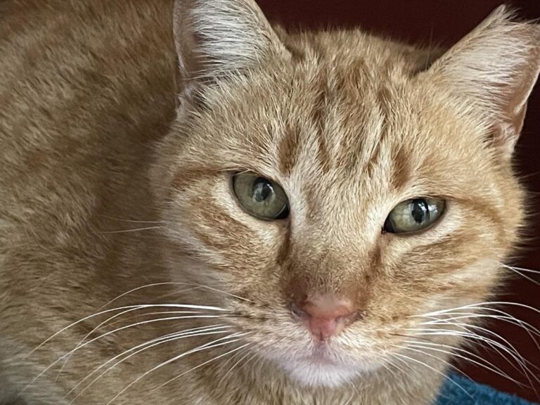 multimedia-foto82341-29-1