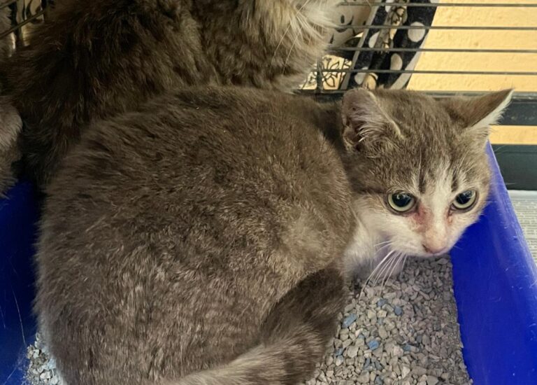 multimedia-foto82380-696-1