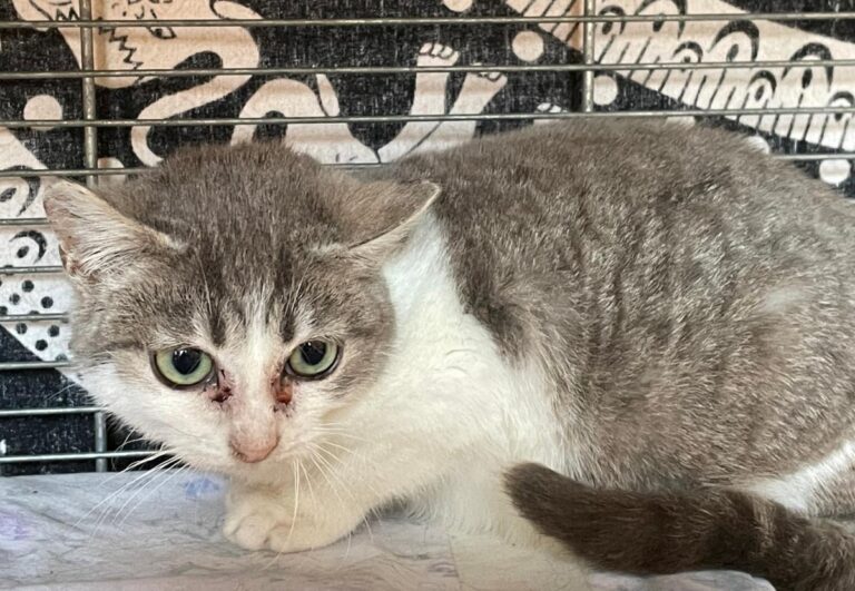 multimedia-foto82381-696-1