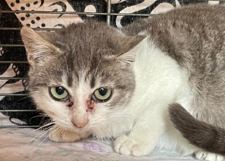 multimedia-foto82382-696-1