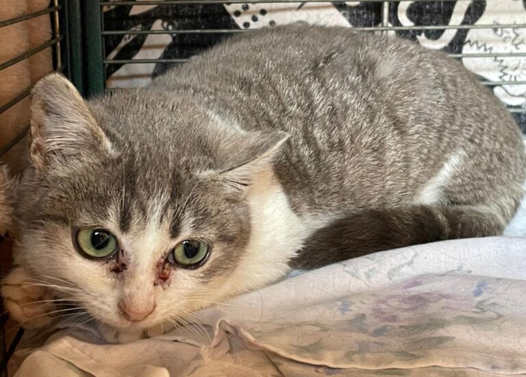 multimedia-foto82383-696-1