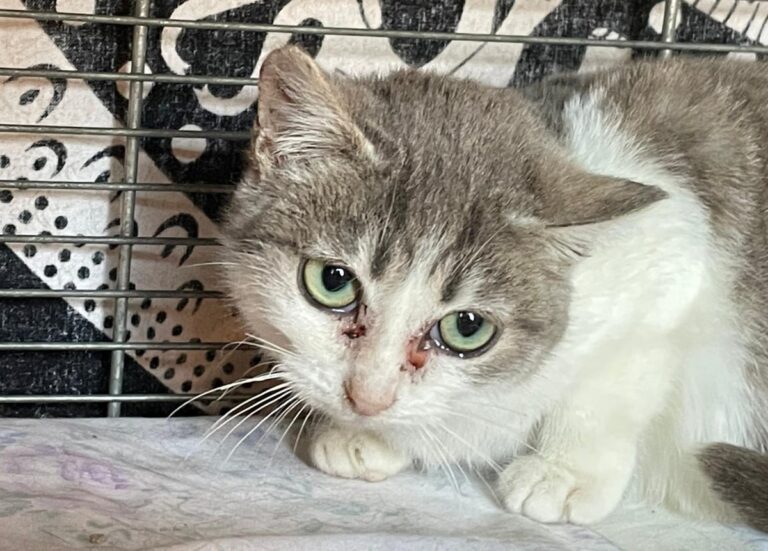 multimedia-foto82384-696-1