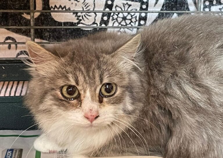 multimedia-foto82386-818-1