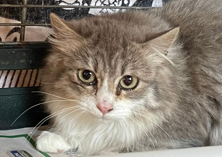 multimedia-foto82387-818-1