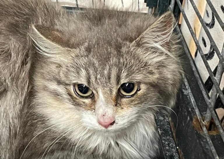 multimedia-foto82388-818-1