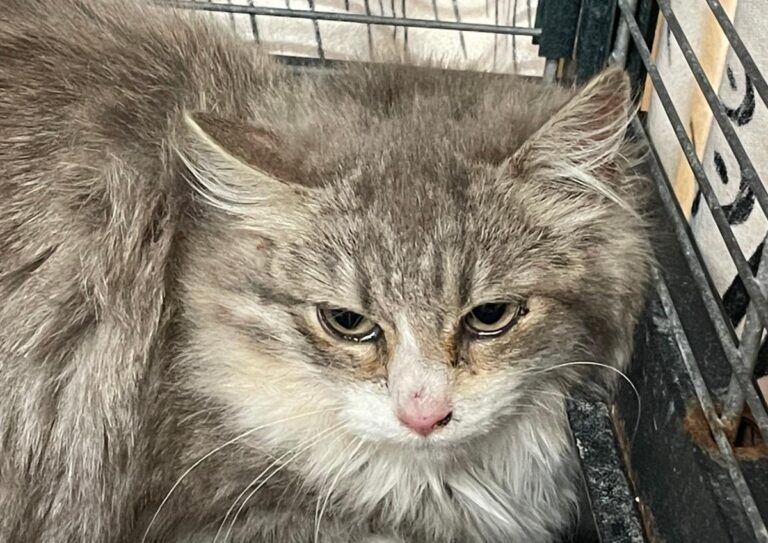 multimedia-foto82389-818-1