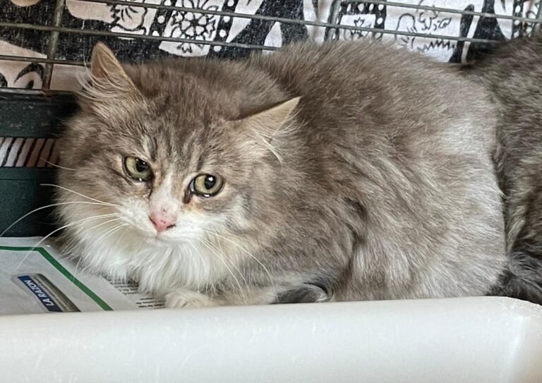 multimedia-foto82390-818-1