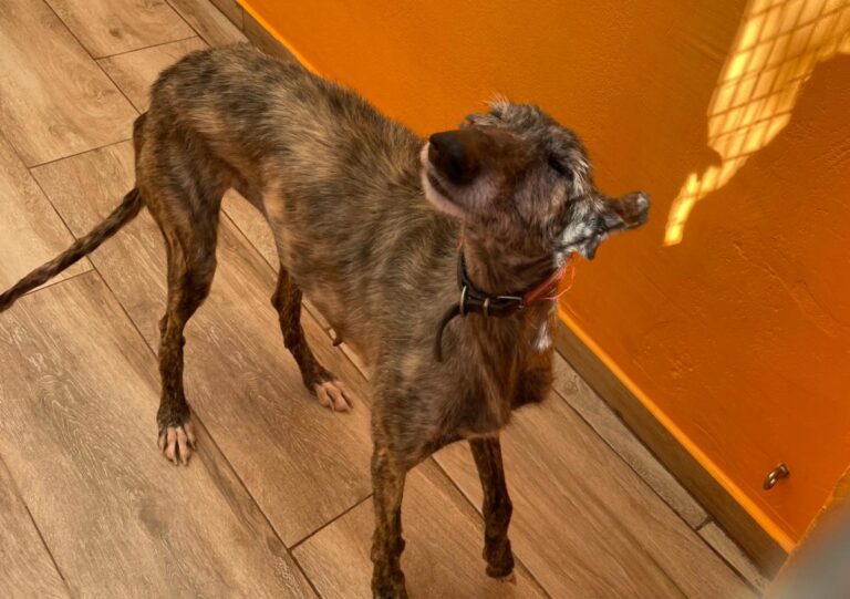 multimedia-foto82392-298-1