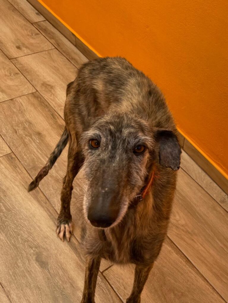 multimedia-foto82393-299-1