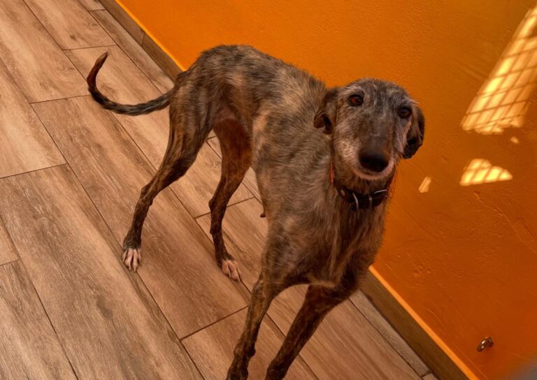 multimedia-foto82394-299-1