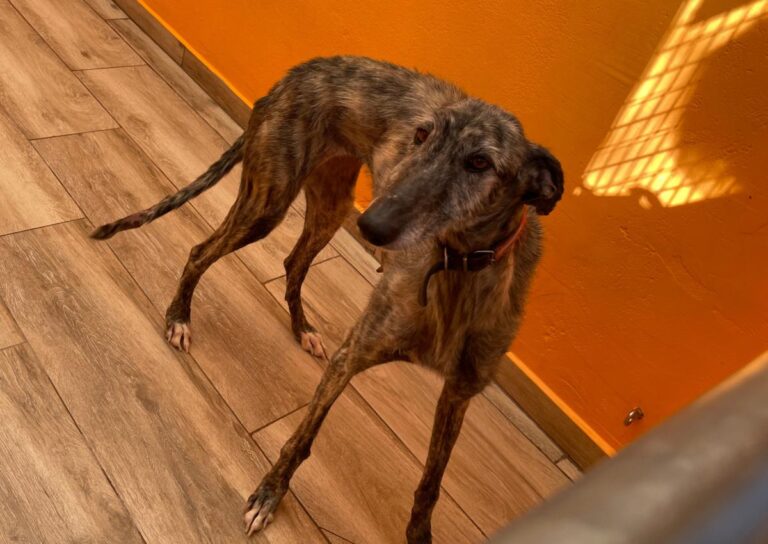 multimedia-foto82396-299-1