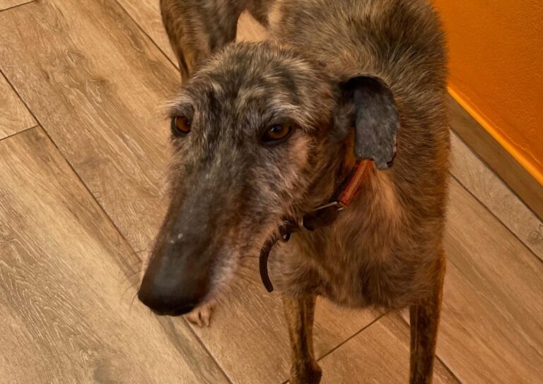 multimedia-foto82397-299-1