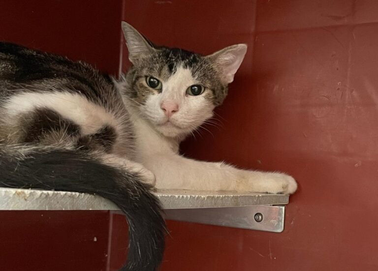 multimedia-foto82408-198-1