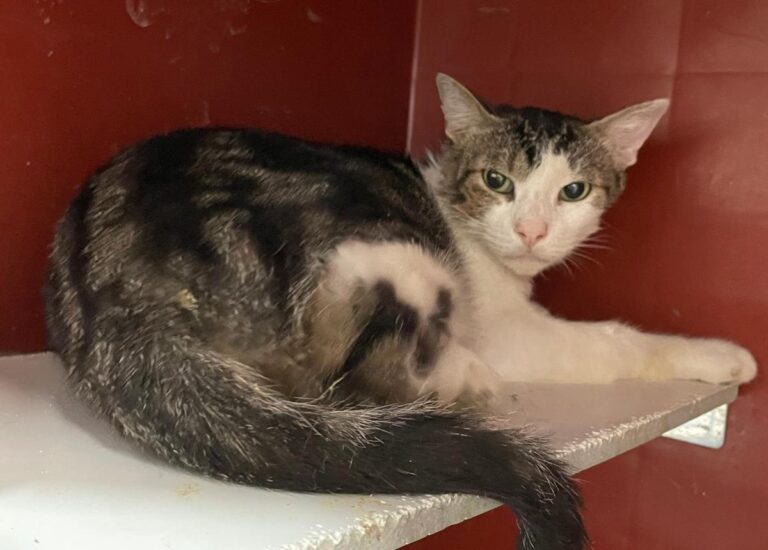 multimedia-foto82409-198-1