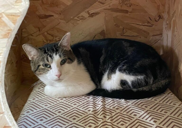 multimedia-foto82410-198-1