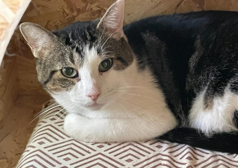 multimedia-foto82411-198-1