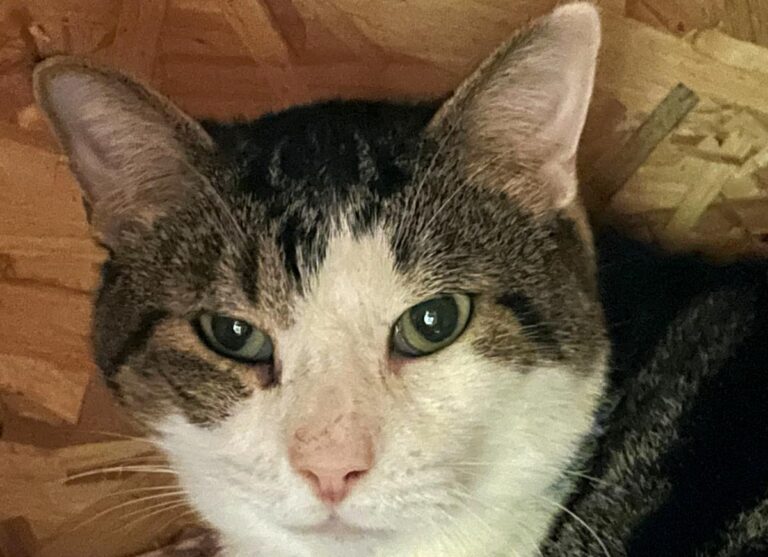 multimedia-foto82412-199-1