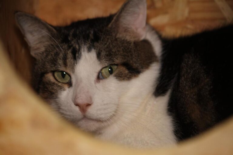 multimedia-foto82414-199-1