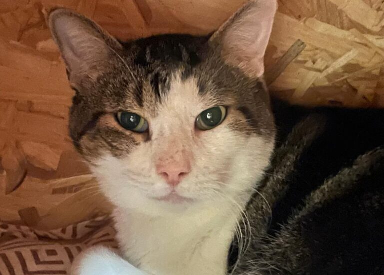 multimedia-foto82416-199-1