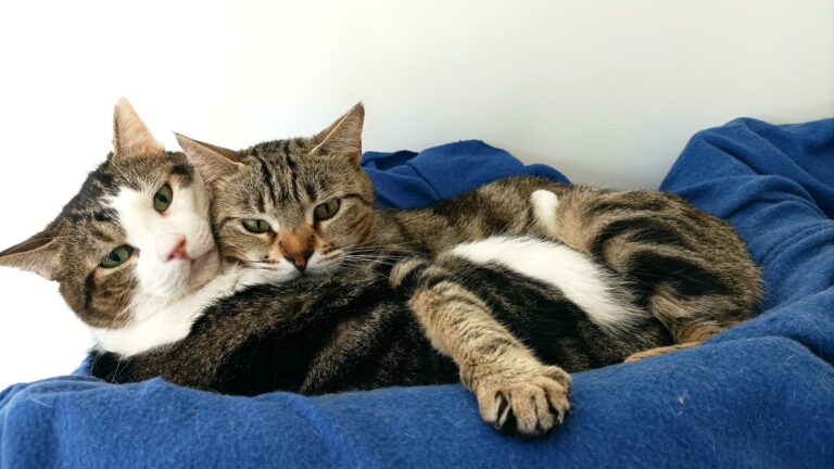 multimedia-foto82417-229-1