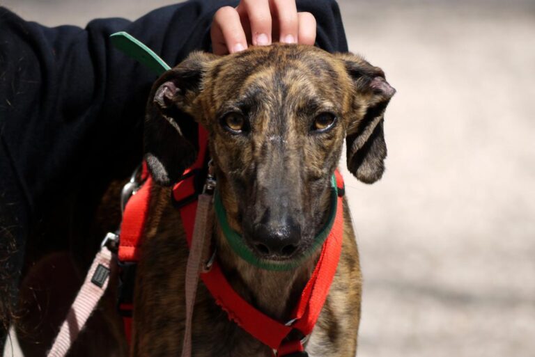 multimedia-foto82428-59-1