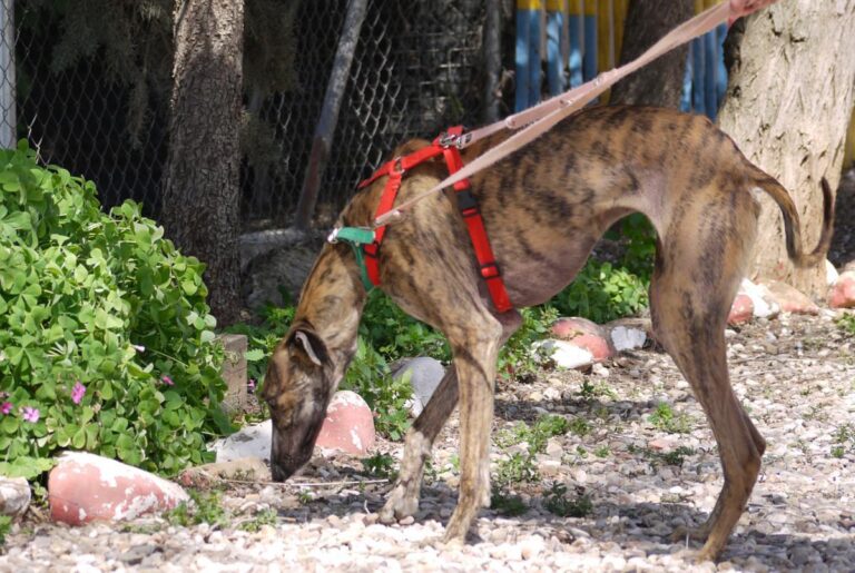 multimedia-foto82429-59-1